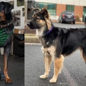 Animal Prosthetics